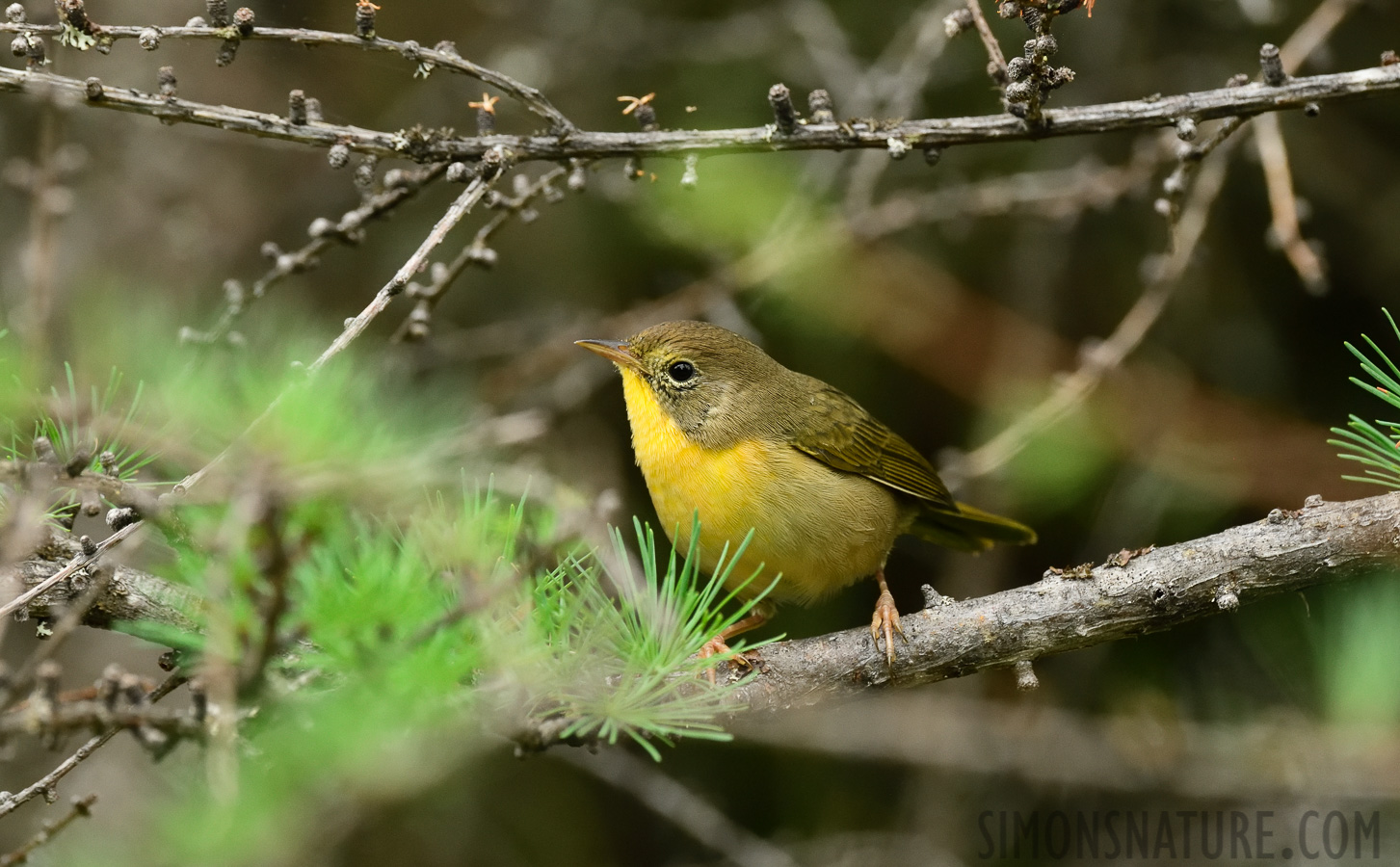 Geothlypis trichas trichas [400 mm, 1/320 sec at f / 8.0, ISO 2000]